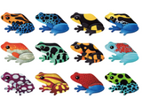 Tropical frog memory - Mudpuppy