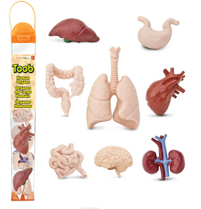 Toob Organen