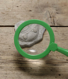 Ontdekstenen Fossielen - Yellow Door