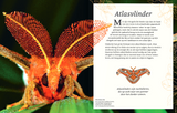 Het dikke boek van alle bijzondere insecten en andere beestjes