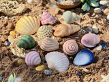 Seashells Sensory Play Stones - Yellow Door