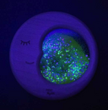 Sensorische maan - Petit Boum